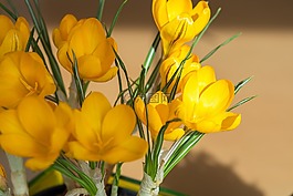 鮮花,藏紅花,黃色