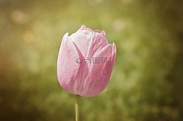 郁金香,花,schnittblume