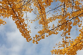 天空,木材,銀杏