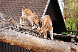 山羊,動(dòng)物園,華沙