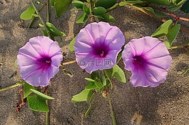 花,鐵路藤,山羊的腳藤