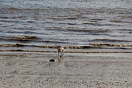 狗,海灘,湖