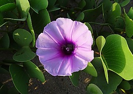 花,鐵路藤,山羊的腳藤