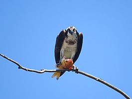 魚鷹,猛禽,鳥