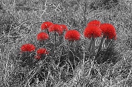 花,紅色,性質(zhì)