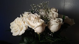 愛(ài),白,鮮花