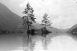 樹,湖,鏡像