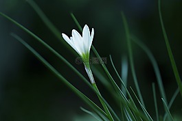 雨百合,atamasco 莉莉,白