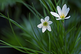 雨百合,atamasco 莉莉,白