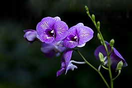蘭花,植物區(qū)系,花