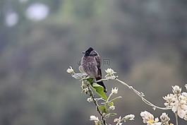 鳥,枝杈,花