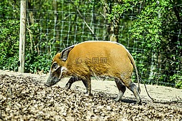 動(dòng)物園,paugres,阿爾代什