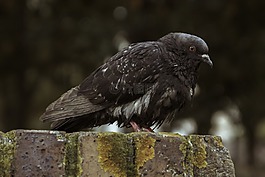 鳥(niǎo),性質(zhì),動(dòng)物區(qū)系