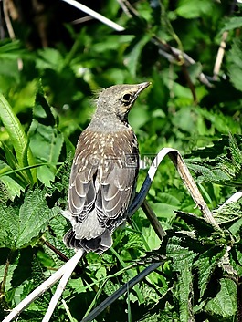 動(dòng)物,鳥,野生鳥類