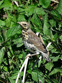 動物,鳥,性質(zhì)