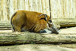 動(dòng)物園,paugres,阿爾代什