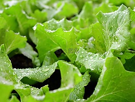 生菜,蔬菜,沙拉