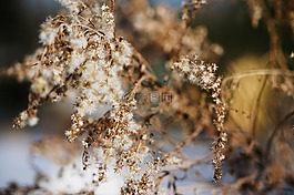 植物,自然,环境