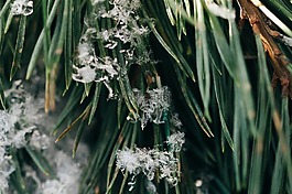 绿色,植物,雪花