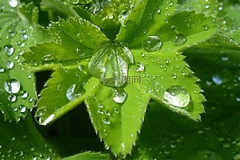 blatt,游覽,tautropfen