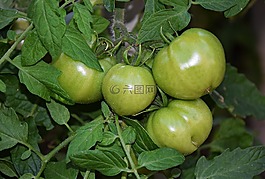 番茄,灌木,蔬菜
