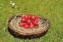 蘿卜,蔬菜,食品