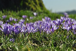 藏红花,紫,zavelstein 番红花花