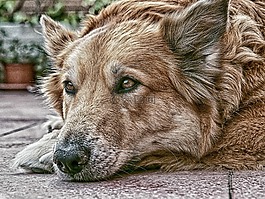 狗,德國牧羊犬,動物