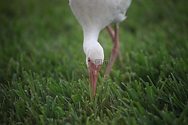 動物,鳥,鸛
