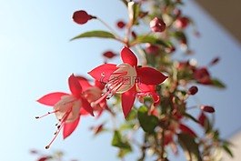 花,紅,紅色的花