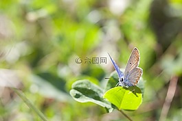 蝴蝶,特寫,昆蟲