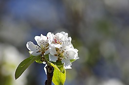 花,春天,自然