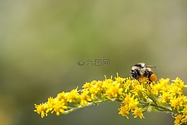 蜜蜂,大黃蜂,昆蟲
