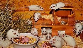 小鼠,mastomys,可愛