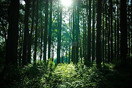 森林,樹,伍茲
