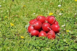 蘿卜,蔬菜,食品
