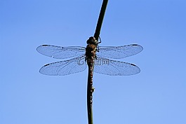 蜻蜓,昆蟲(chóng),翼