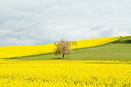 蒲公英,字段,草