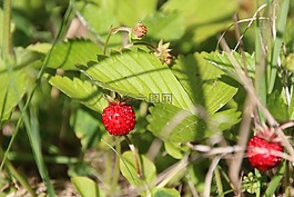 木草莓,野草莓,浆果