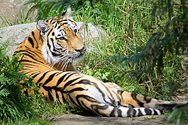 老虎,動(dòng)物,動(dòng)物園