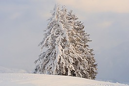 雪,冬天,弗羅斯特
