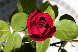 玫瑰,花,玫瑰花瓣