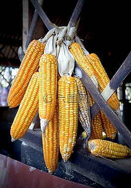玉米,水果,食品
