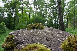 moss,石頭,宏