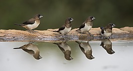 鳥(niǎo),動(dòng)物,水