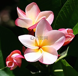 姜黃色百合花,鮮花,異國情調(diào)