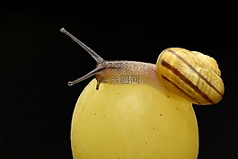 蝸牛,爬網(wǎng),殼