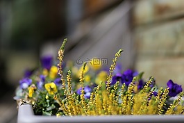 卡魯娜,花卉,黃花