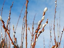 早春,似乎很適合干,發(fā)芽時間