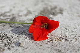紅,花,紅色的花